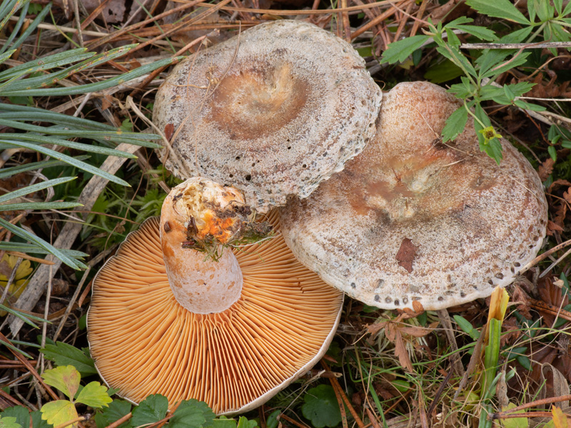 Lactarius quieticolor